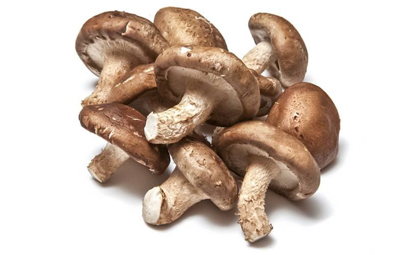 Cogumelos podem ser um poderoso superalimento medicinal