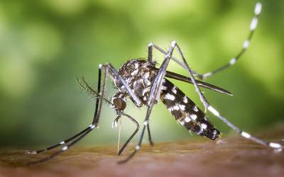Espécie de mosquito transmissor da dengue detetada no Algarve