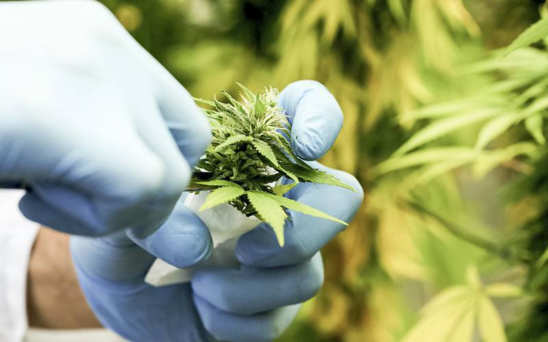 Observatório exige derivados da cannabis nas farmácias