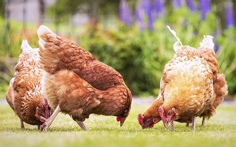Ovos de galinhas criadas ao ar livre contêm mais vitamina D