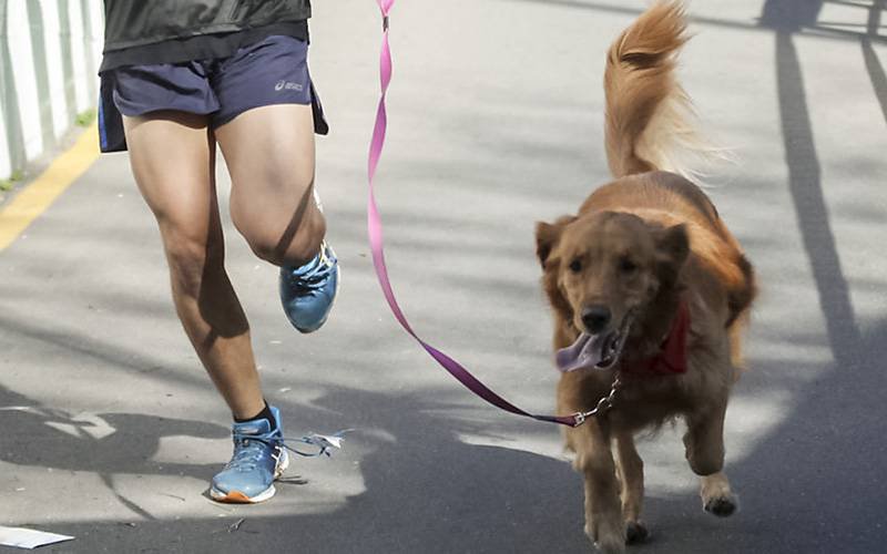 Tutores de cães mais propensos a cumprir metas de exercícios semanais