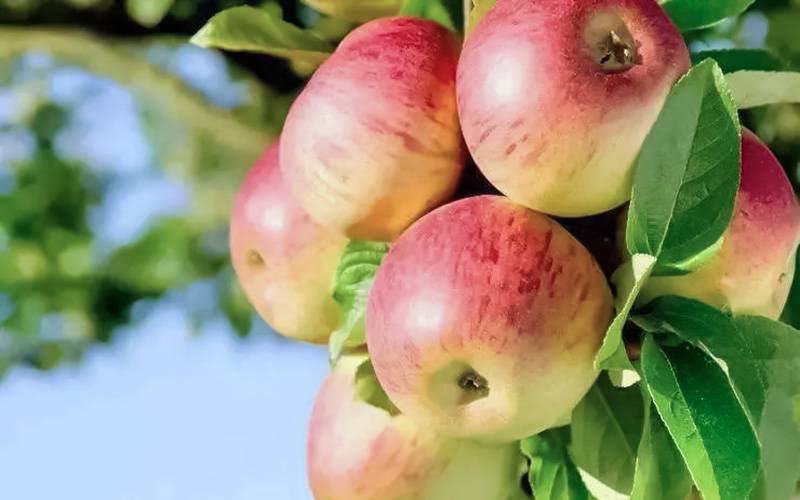 Extrato de maçã pode promover regeneração de células estaminais