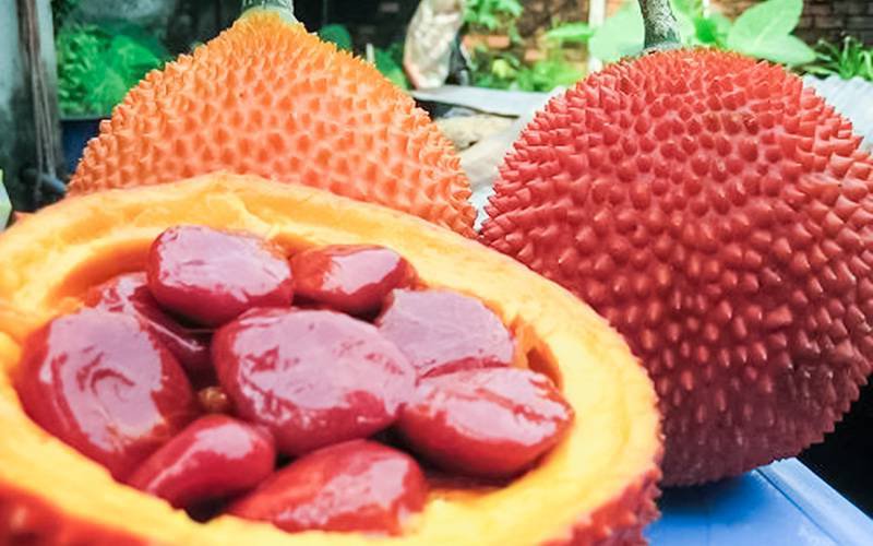 Sementes da fruta gac exibem ação anti-inflamatória