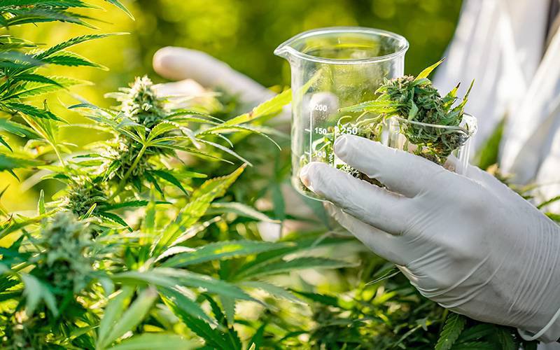 Será a cannabis medicinal um tratamento “milagroso”?