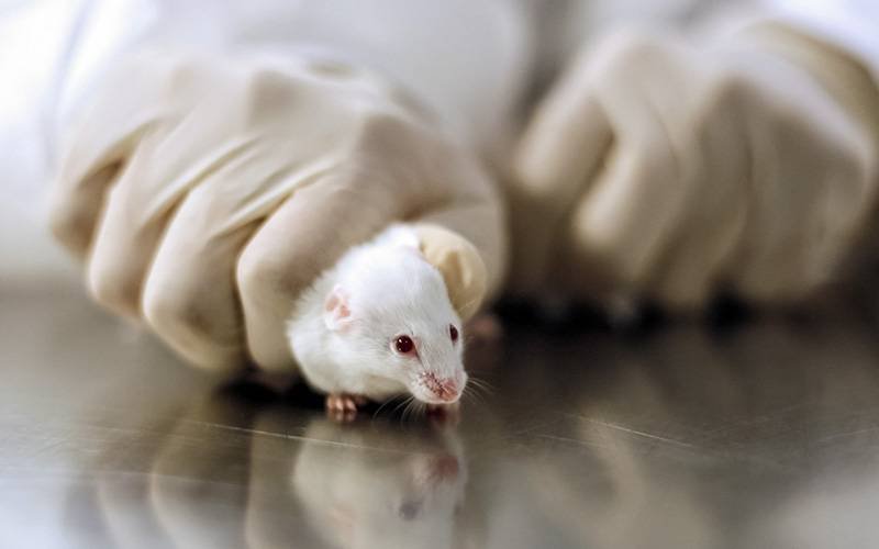 Cientistas conseguiram eliminar VIH do genoma de ratinhos