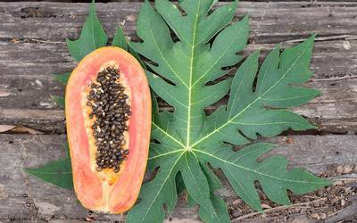 Sumo de papaia pode combater vírus da dengue