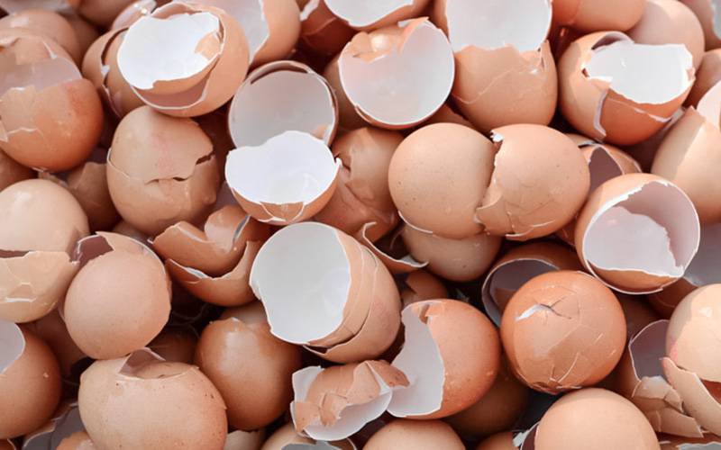 Casca de ovo ajuda a curar fraturas e cultivar ossos para implantes