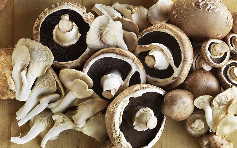 Cientistas analisam benefícios de diferentes variedades de cogumelos
