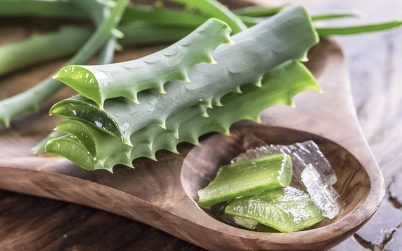 Aloe vera promove digestão saudável e hidrata a pele