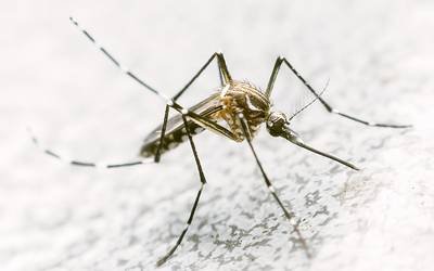 Doenças virais transmitidas por mosquitos aumentam 282% no Brasil