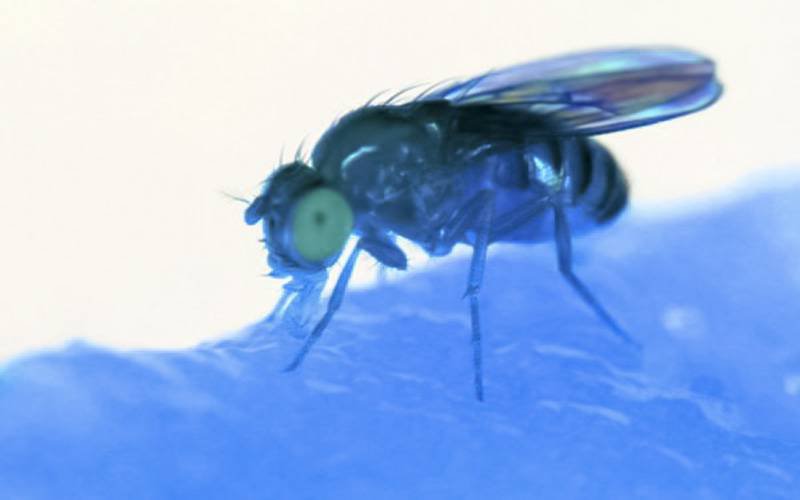 Exposição prolongada à luz azul reduz tempo de vida de moscas da fruta