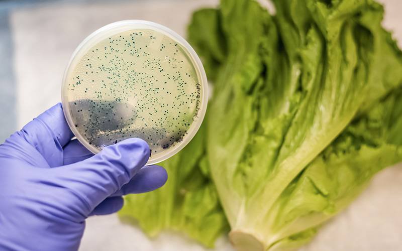 Estados Unidos alertam para contaminação por E. coli