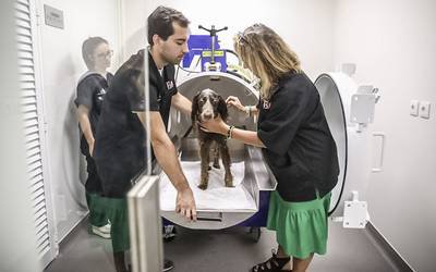 Novo Centro de Reabilitação e Regeneração Animal de Lisboa já abriu