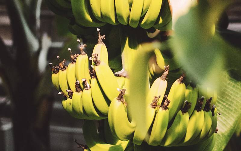 Compostos da bananeira reduzem risco de depressão