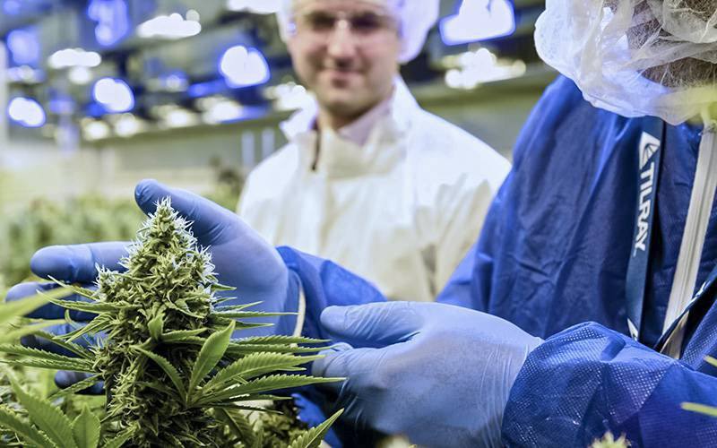 UC investiga novos produtos de cannabis