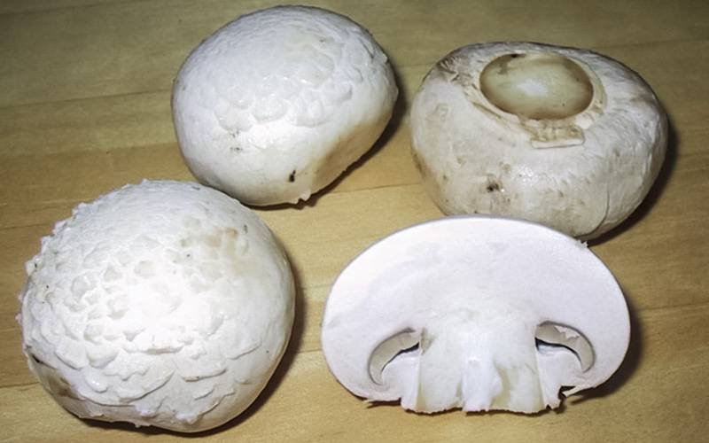 Cogumelos brancos são ricos em vitamina D
