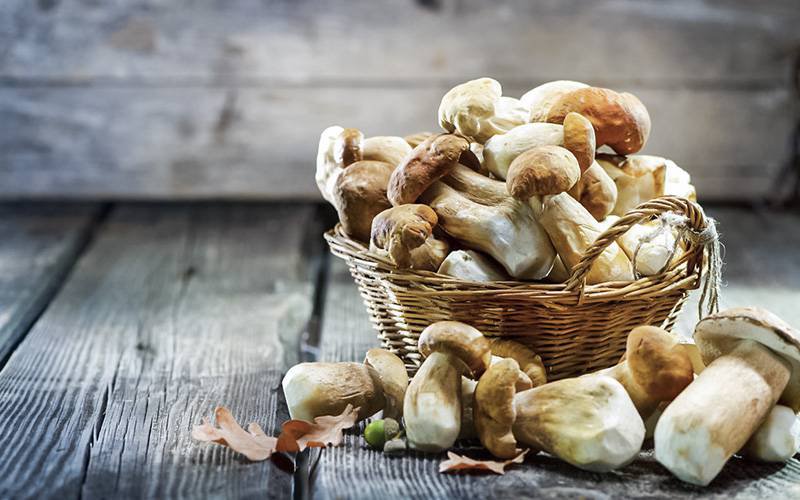 Cogumelos podem aliviar sintomas de pré-eclampsia