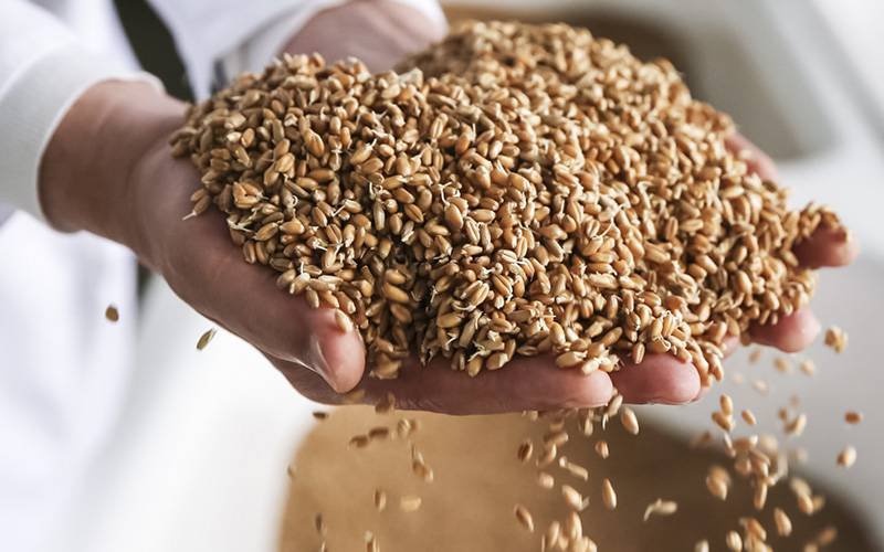 Consumo de grãos integrais pode prevenir cancro colorretal