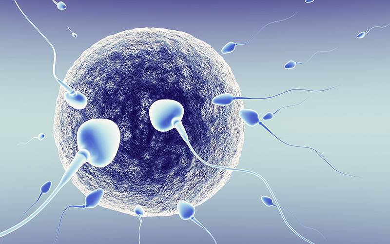 Descoberto mecanismo que origina espermatozoides e óvulos