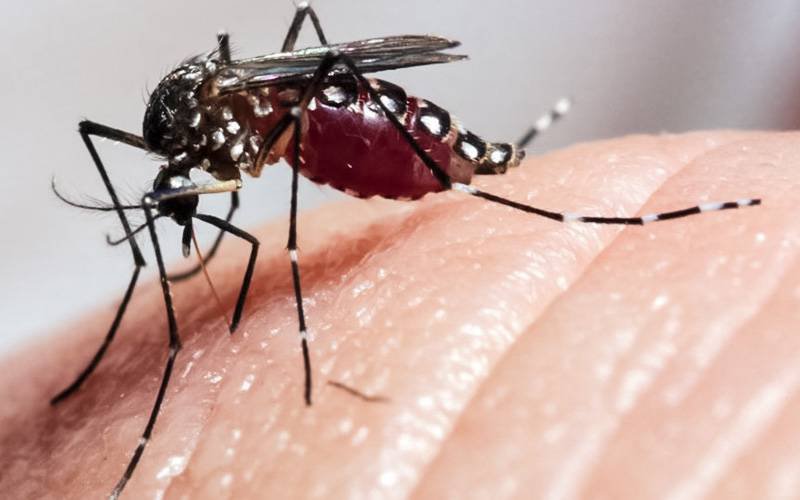 Ômega-3 inibe capacidade do Zika para destruir neurónios