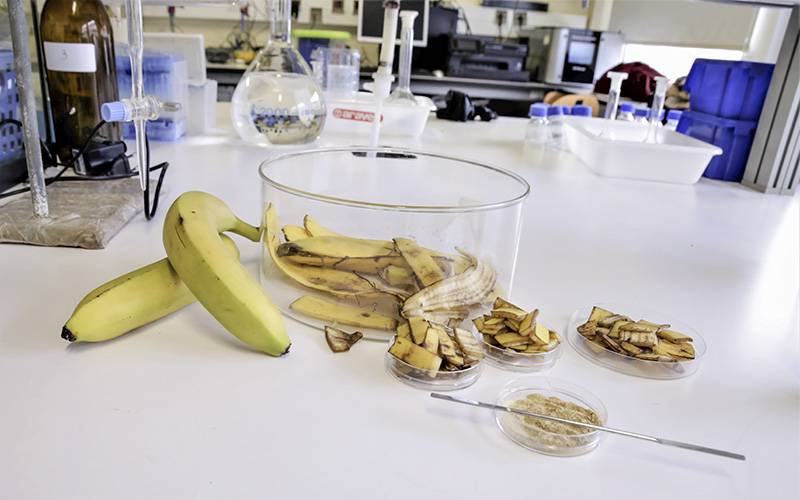 Cascas de banana limpam águas com metais pesados