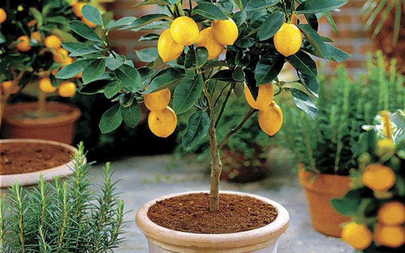Limões e laranjas podem ser cultivados dentro de casa