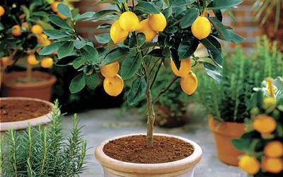 Limões e laranjas podem ser cultivados dentro de casa
