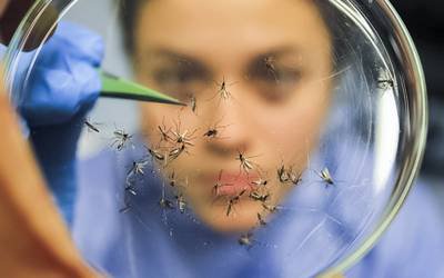 Mosquitos geneticamente modificados podem combater dengue