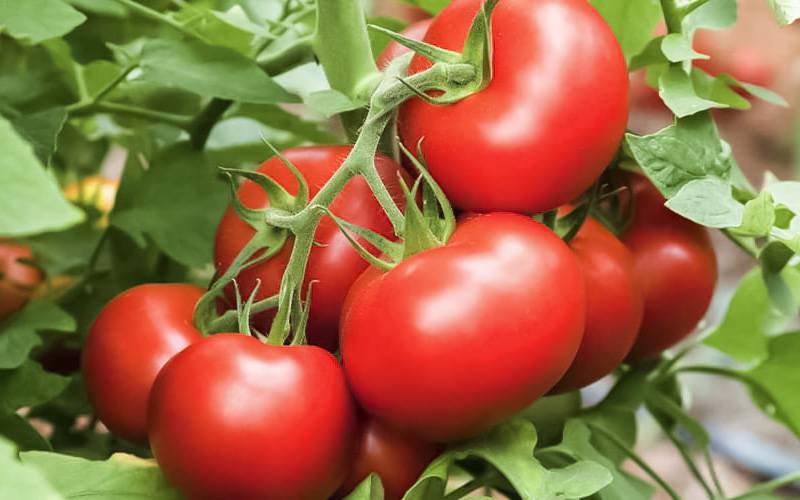 Solos contaminados alteram propriedades do tomate