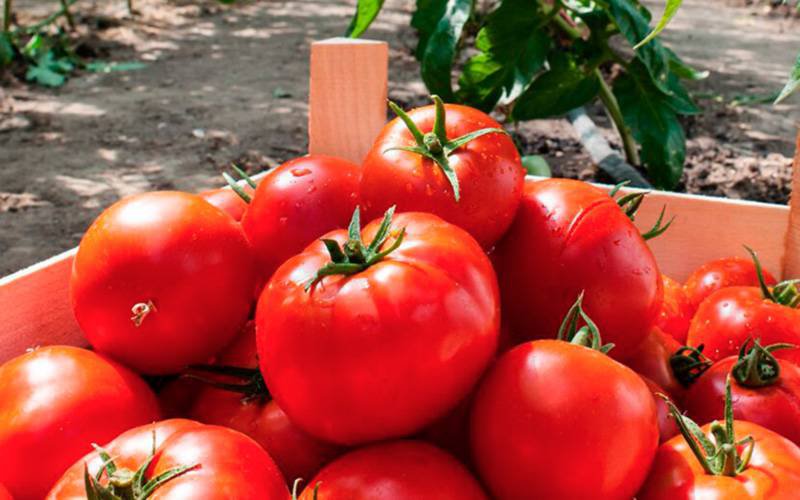 Tomate pode ser adicionado à dieta cetogénica