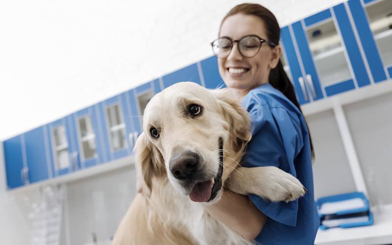 Cães de terapia ajudam a diminuir stress de profissionais de saúde