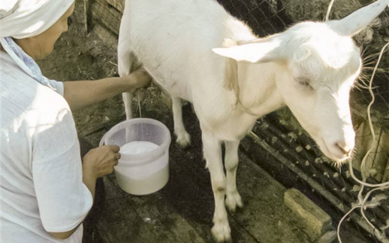 Leite de cabra contém menos lactose do que leite de vaca