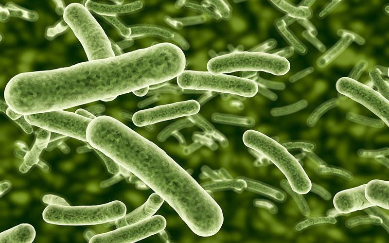 Bactérias probióticas sofrem alteração na nomenclatura