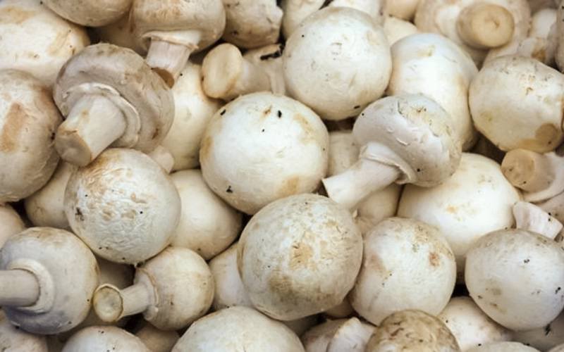 Cogumelos podem prevenir desenvolvimento de cancro