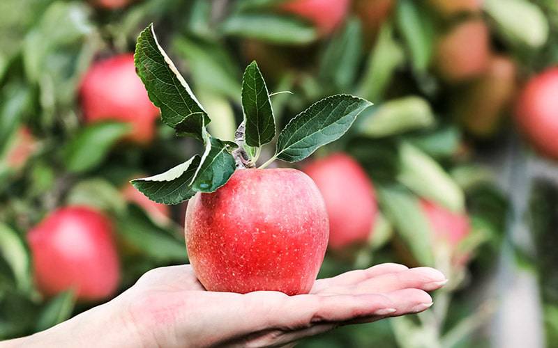 Compostos fenólicos da maçã previnem diabetes tipo 2