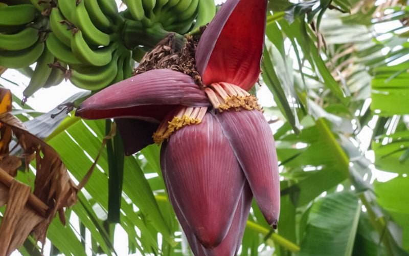 Flor de bananeira fornece inúmeros benefícios à saúde