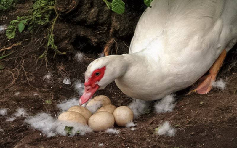 Ovos de pata podem ser mais nutritivos do que os de galinha