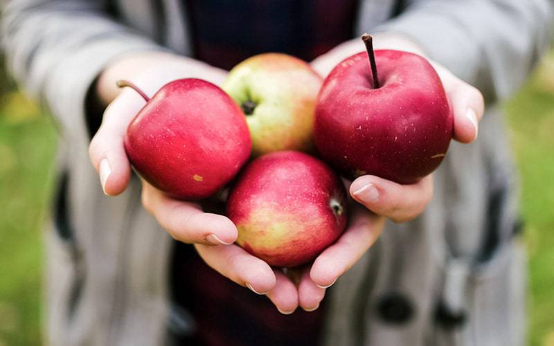 Consumo de maçãs associado a funções imunitárias melhoradas