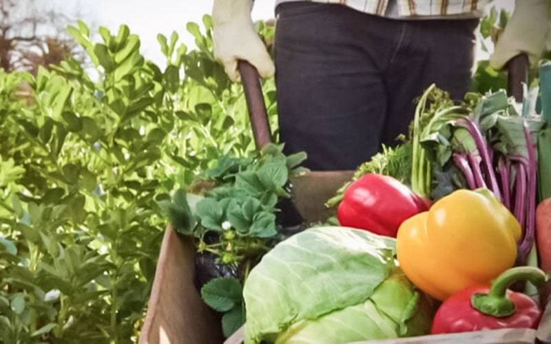 Cultivar e consumir alimentos biológicos melhora saúde