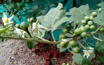 Vegetal Solanum torvum pode prevenir e tratar anemia