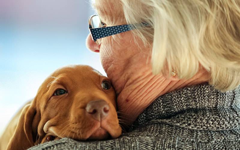 Benefícios da terapia animal para idosos são indiscutíveis