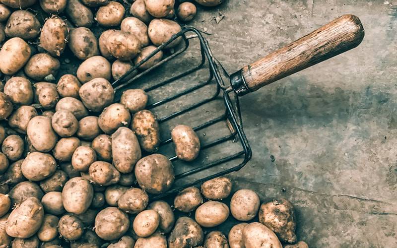 Benefícios das batatas variam consoante forma de preparação