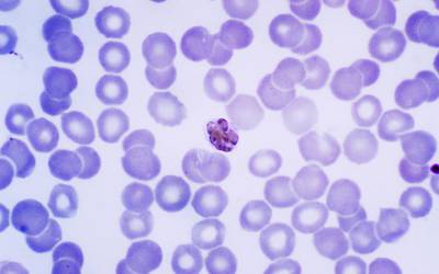 Identificada mutação que torna parasita da malária resistente