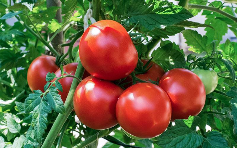 Retenção de água pode aumentar teor nutricional de tomates