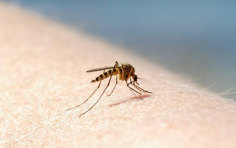 Zika: danos causados pelo vírus podem ser maiores do que se pensa