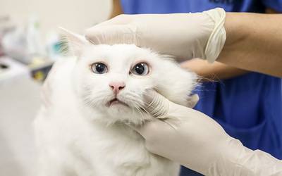 Antiviral usado em gatos pode ser eficaz contra COVID-19
