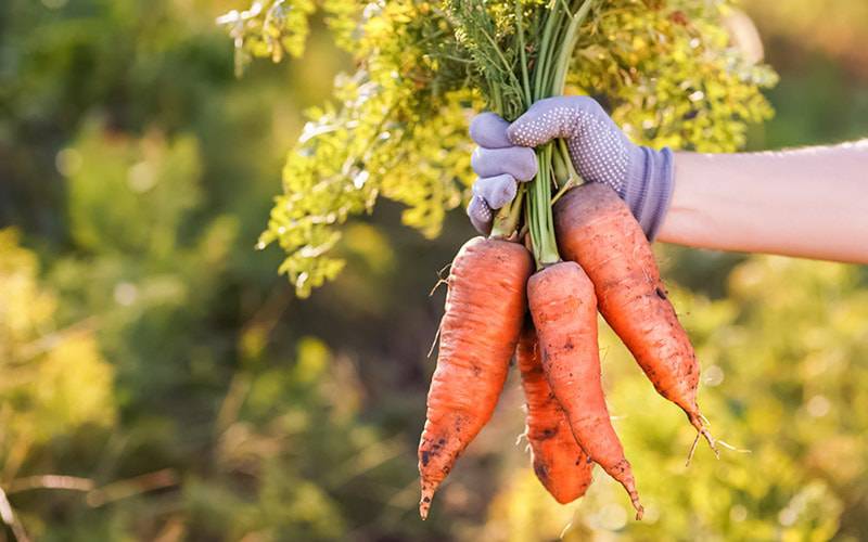 Consumo de cenoura pode combater hipertensão