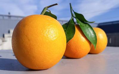 Consumo de laranja pode reverter sintomas de obesidade
