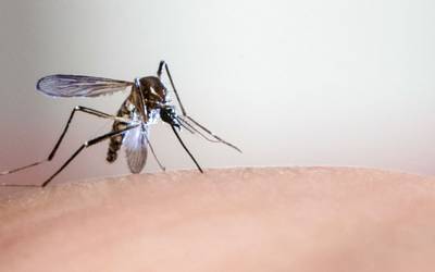 Doentes com dengue podem ter imunidade contra COVID-19