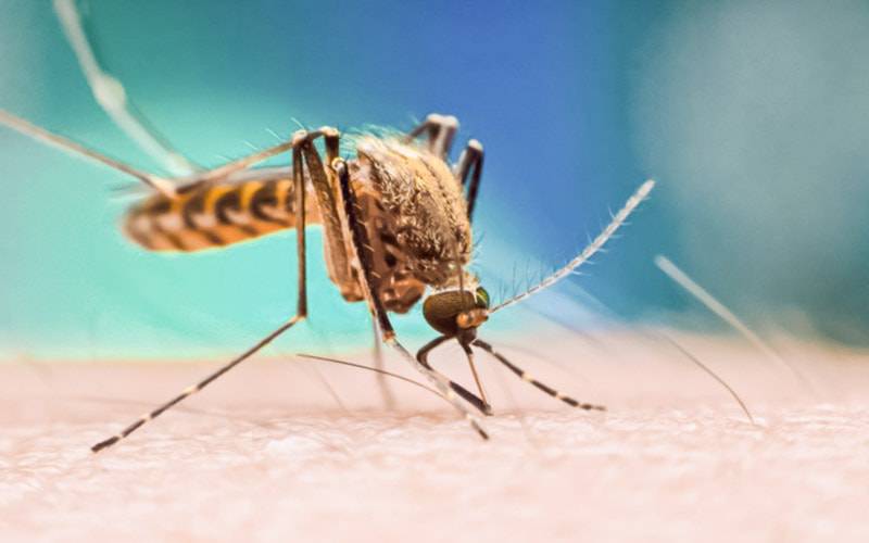 Picadas de mosquitos facilitam o aparecimento de impetigo